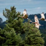 Sandhill Cranes in flight