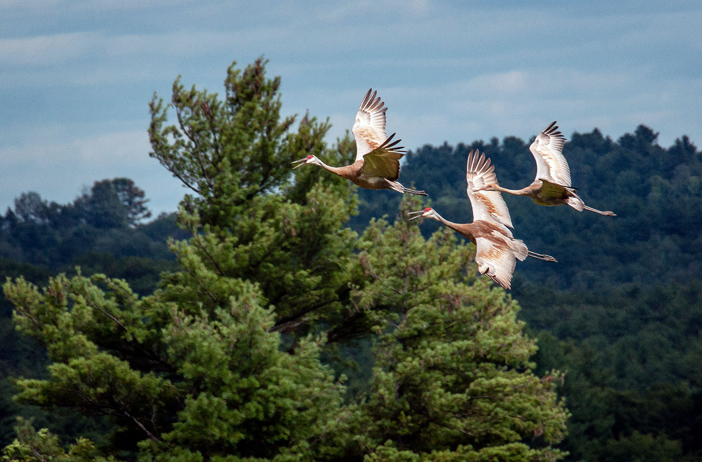 Sandhill Cranes in flight