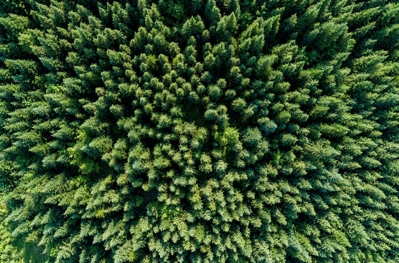 spruce trees