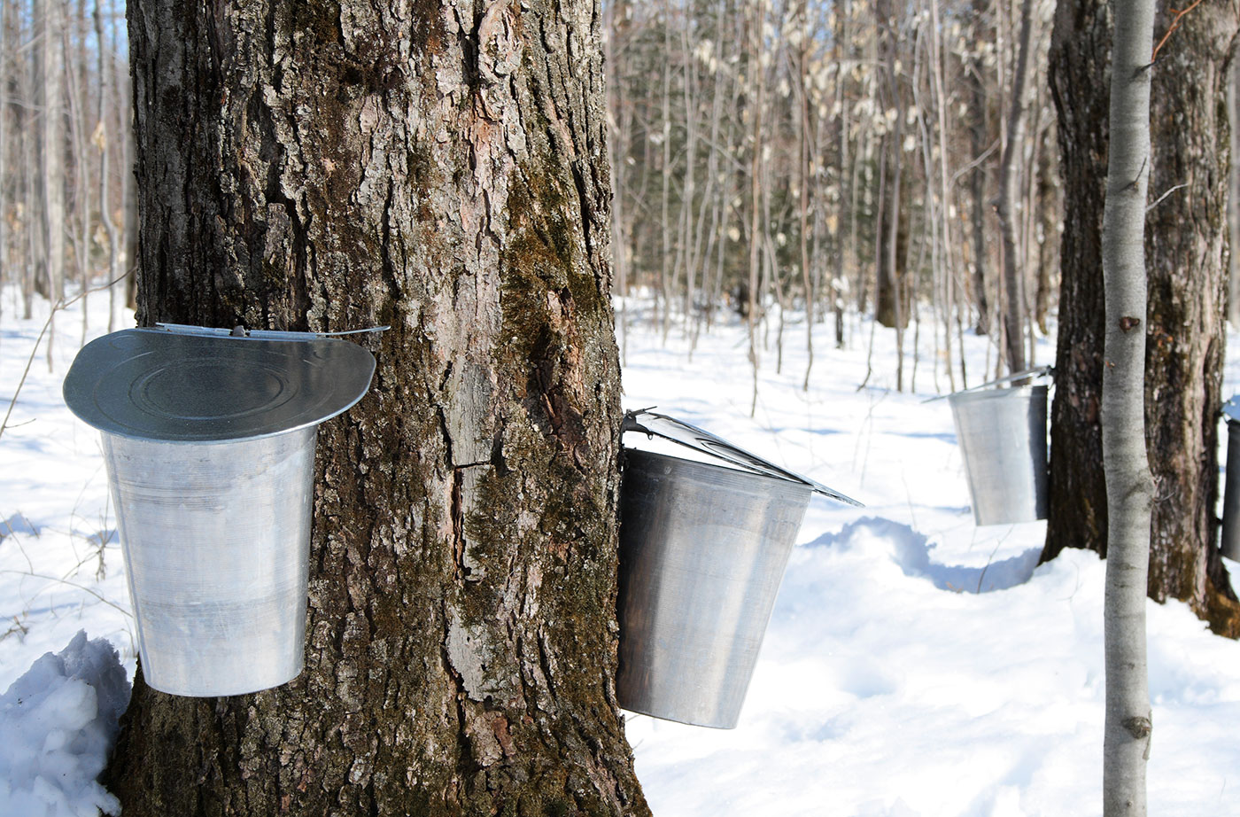 buckets for collecting maple sap from trees