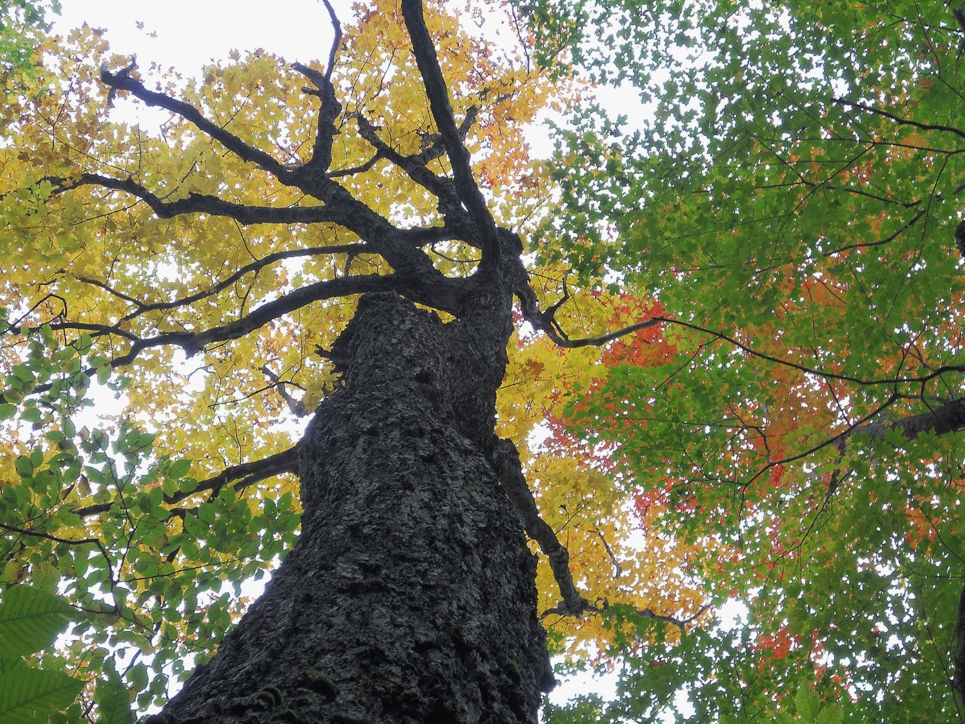 view looking up at maple tree