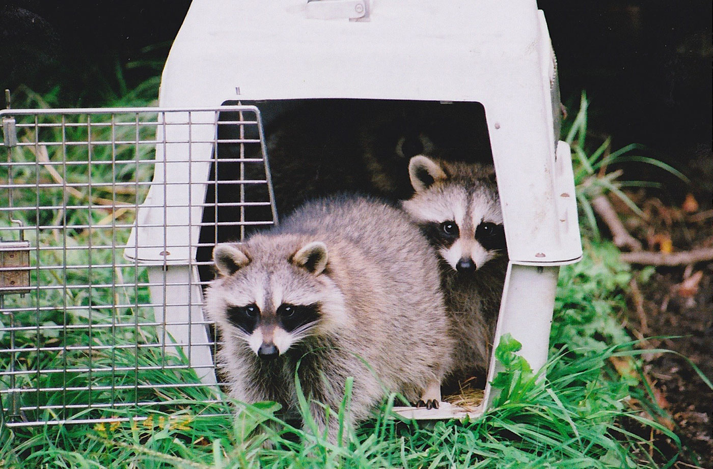 raccoons being released back into wild