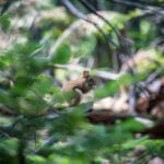 red squirrel in tree