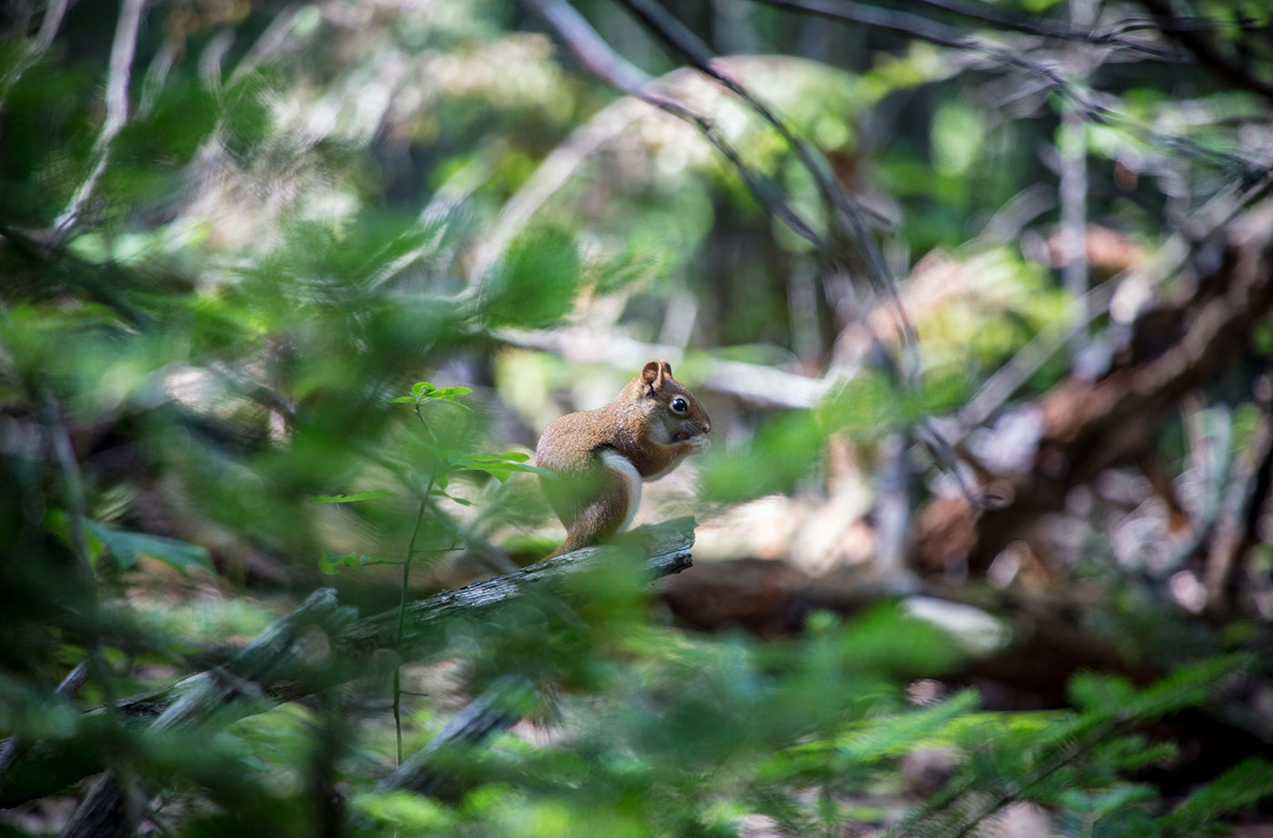 red squirrel in tree