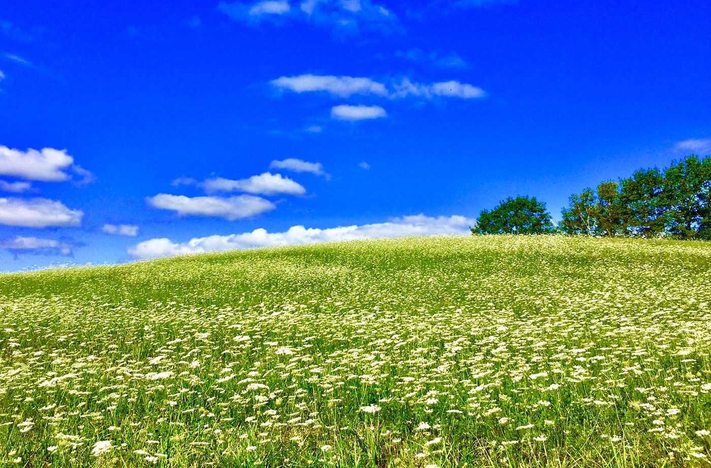 summer field