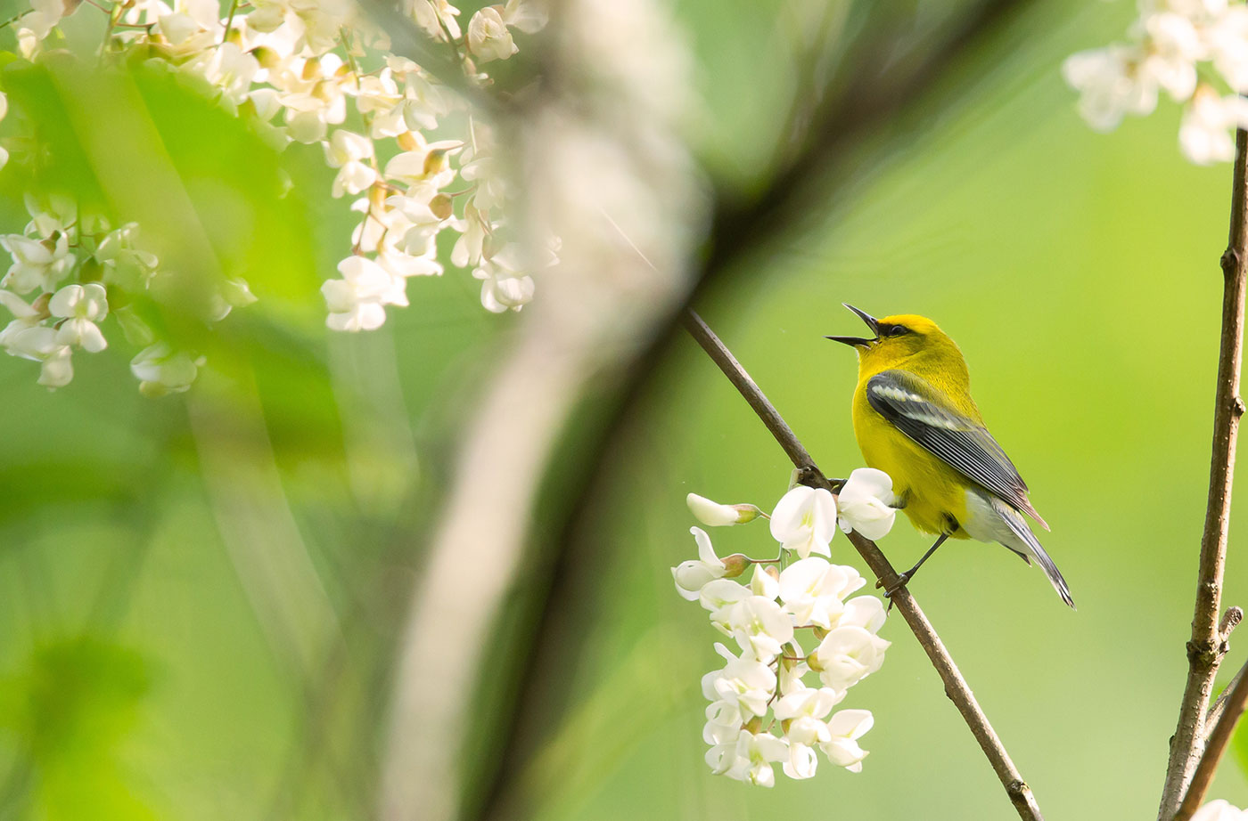 Blue-winged Warbler