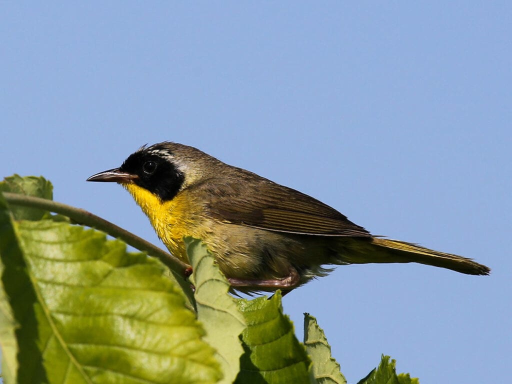 Common Yellowthroat