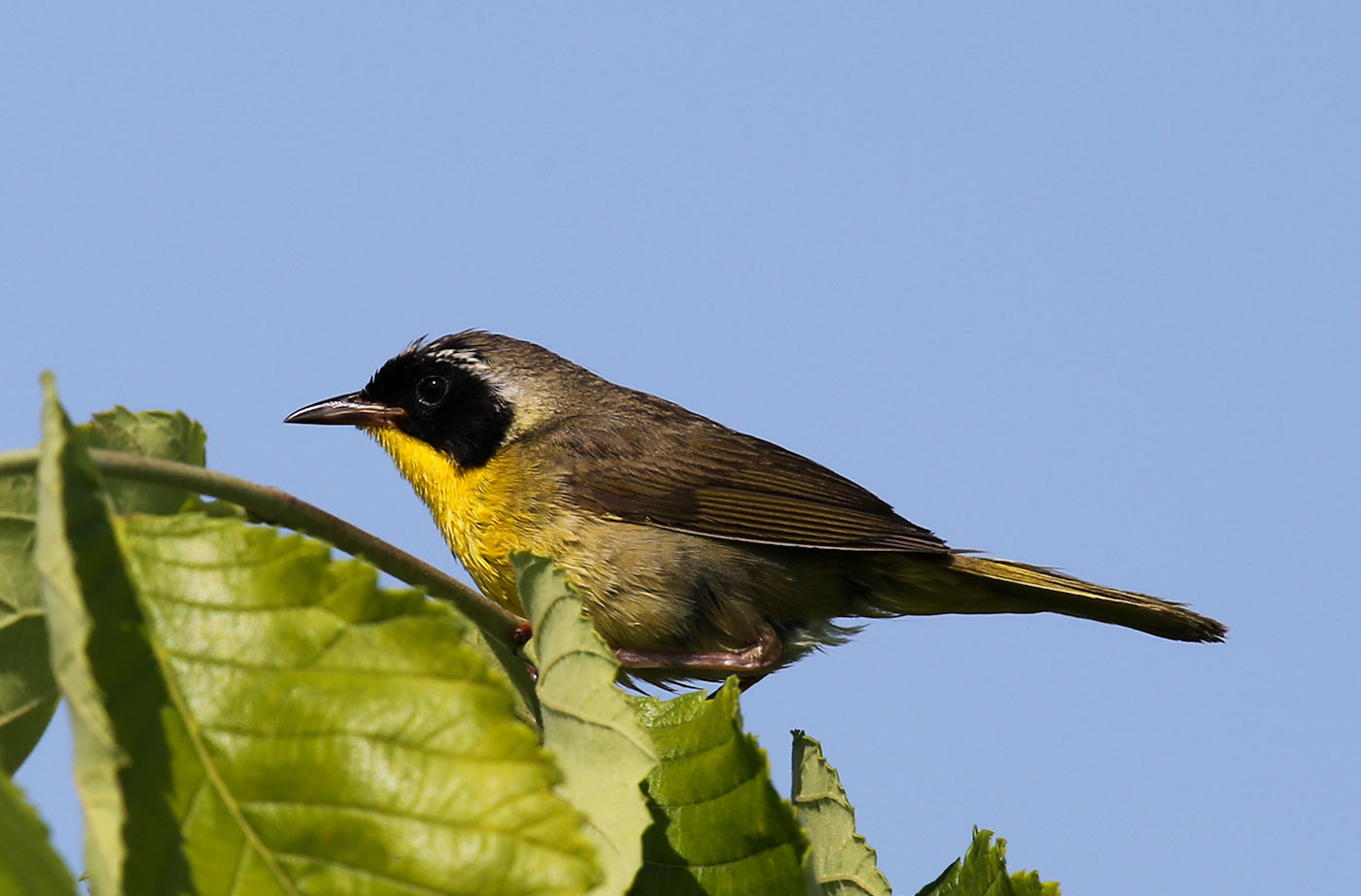 Common Yellowthroat