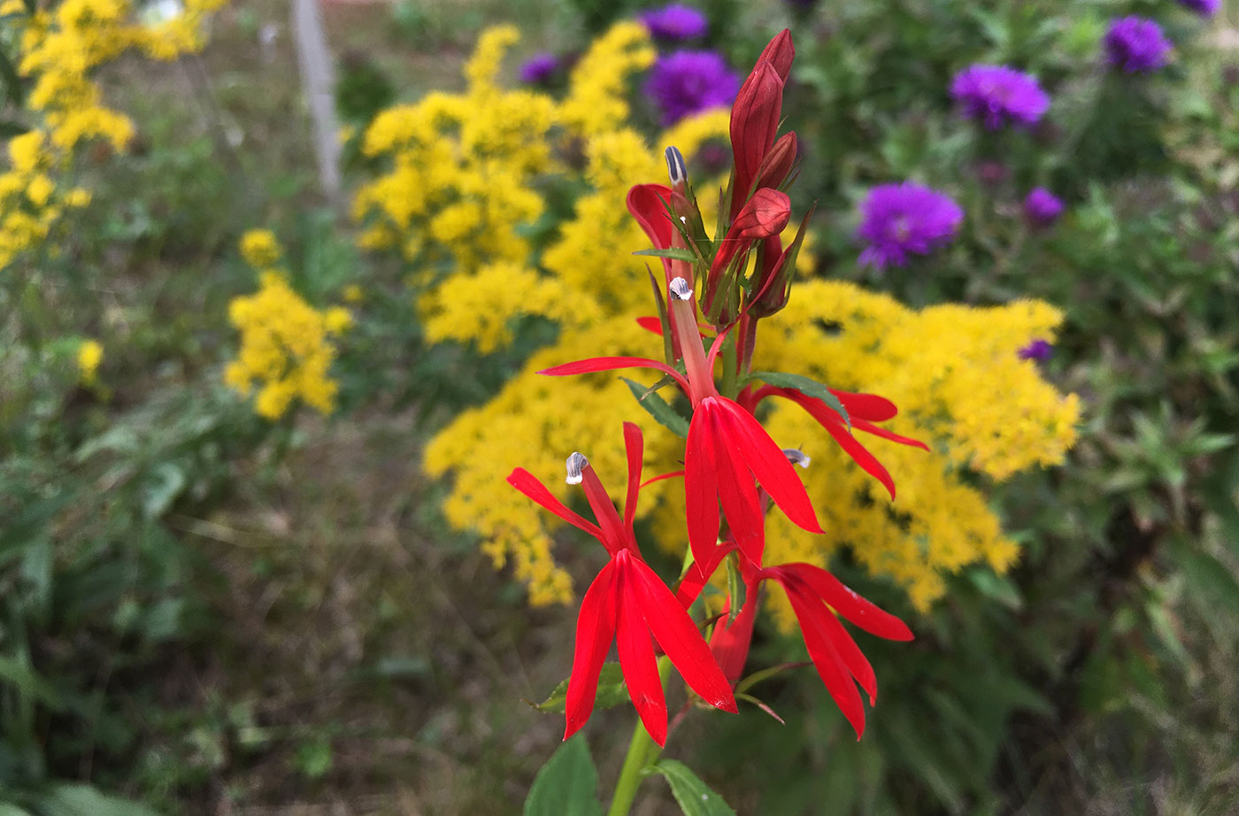 cardinal flower