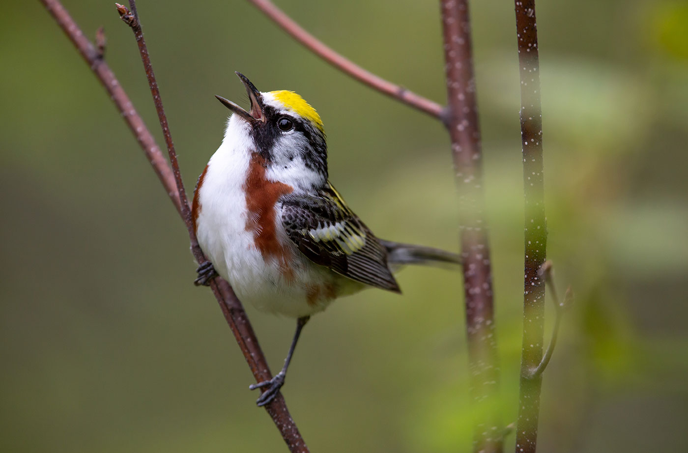 Chestnut-sided Warbler