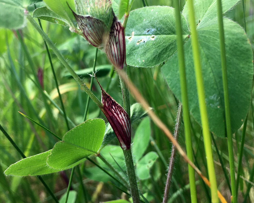 red clover