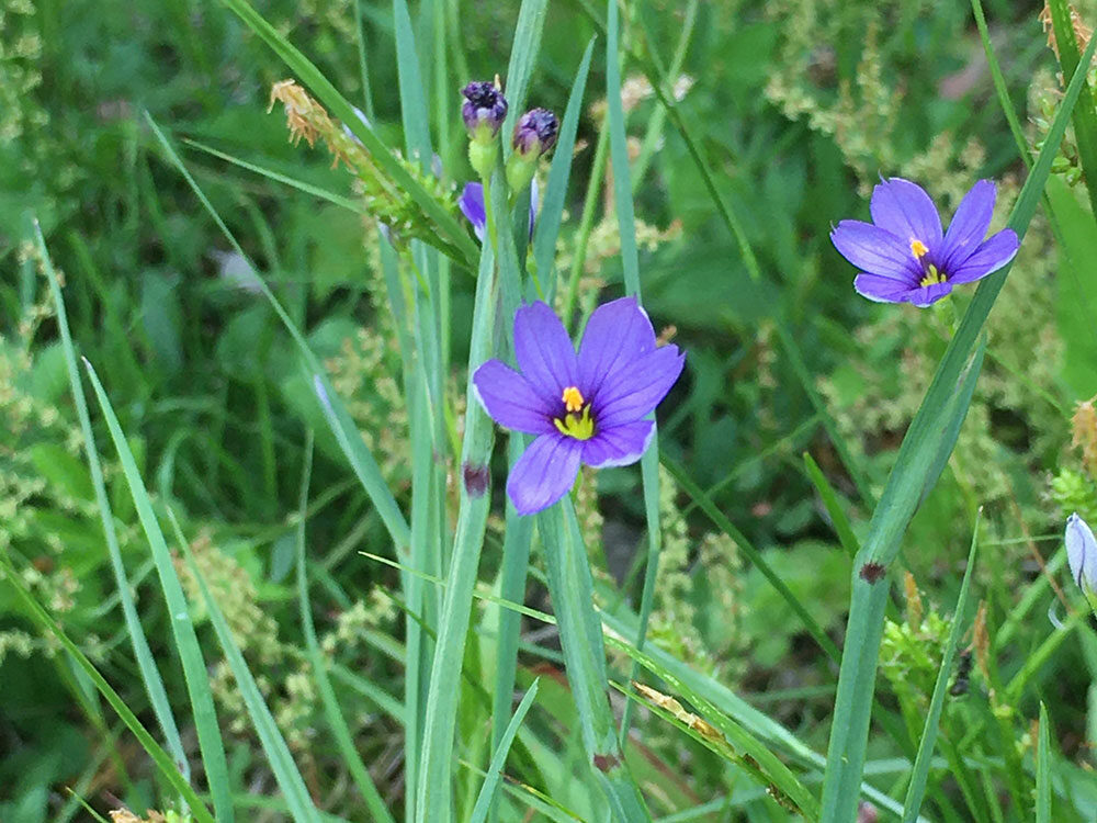 Blue-eyed Grass