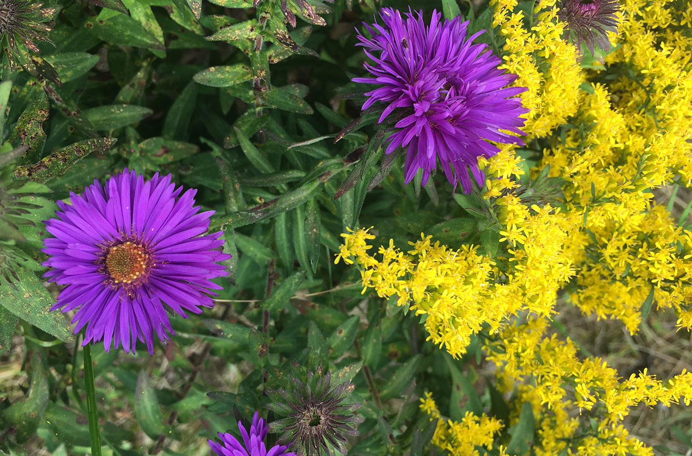 NE Aster and goldenrod