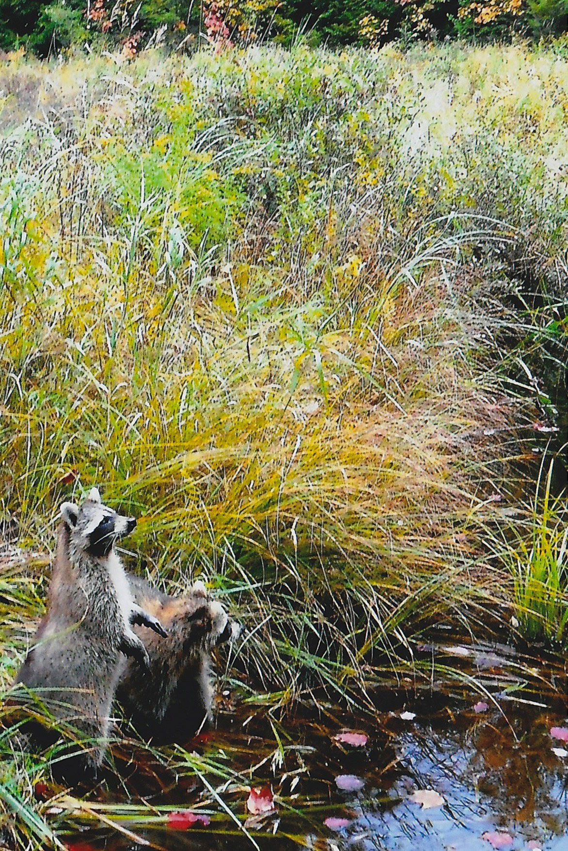 raccoons in field