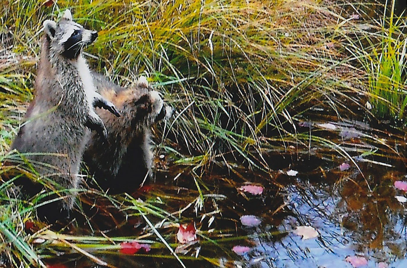 raccoons released back into wild