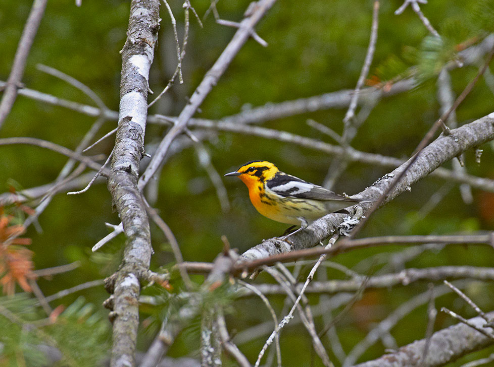 Blackburnian Warbler