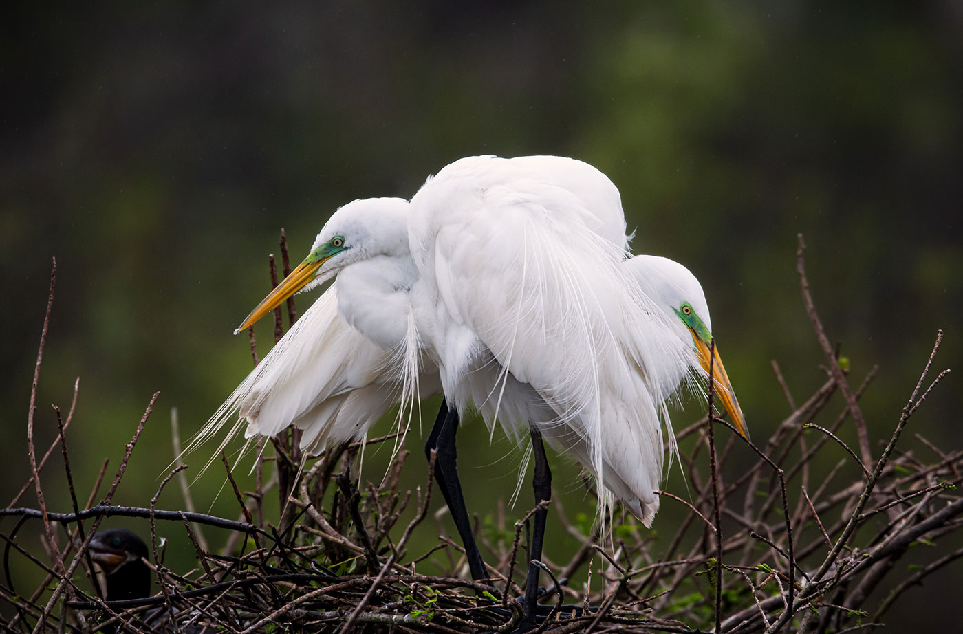 Great Egrets