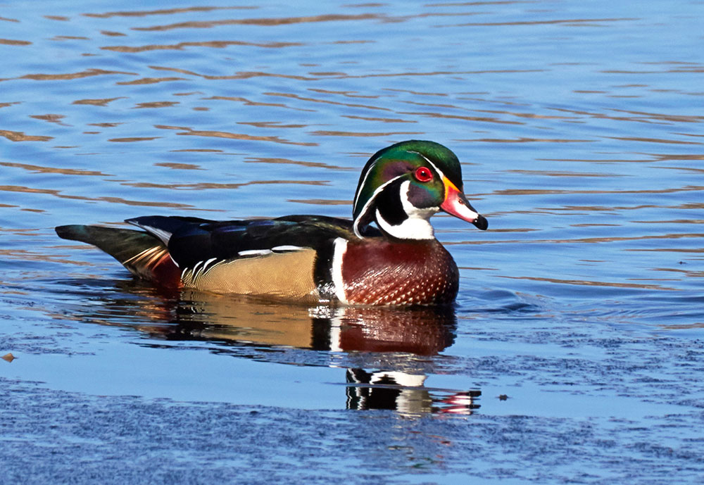 Wood Duck