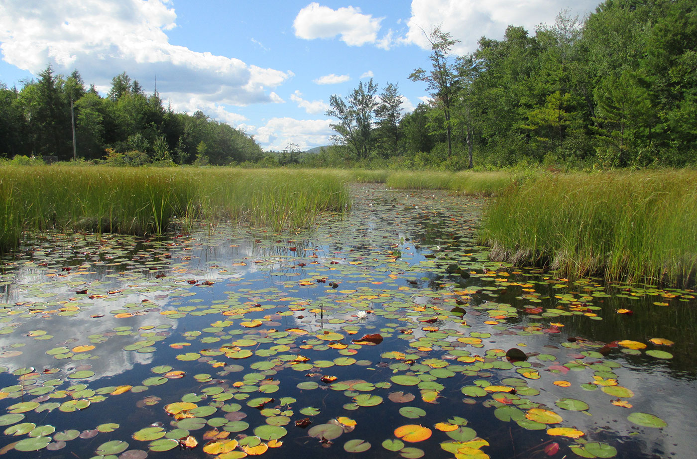 pond in Embden