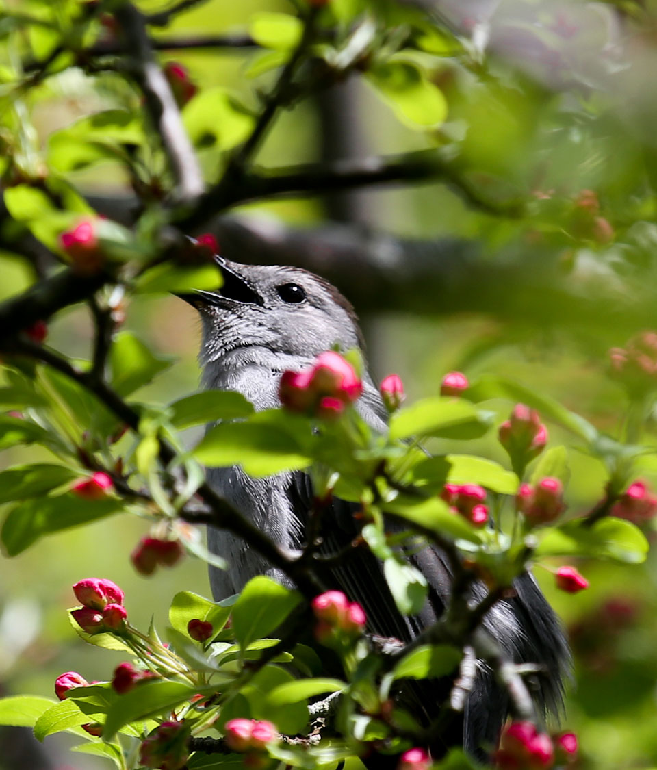 Gray Catbird