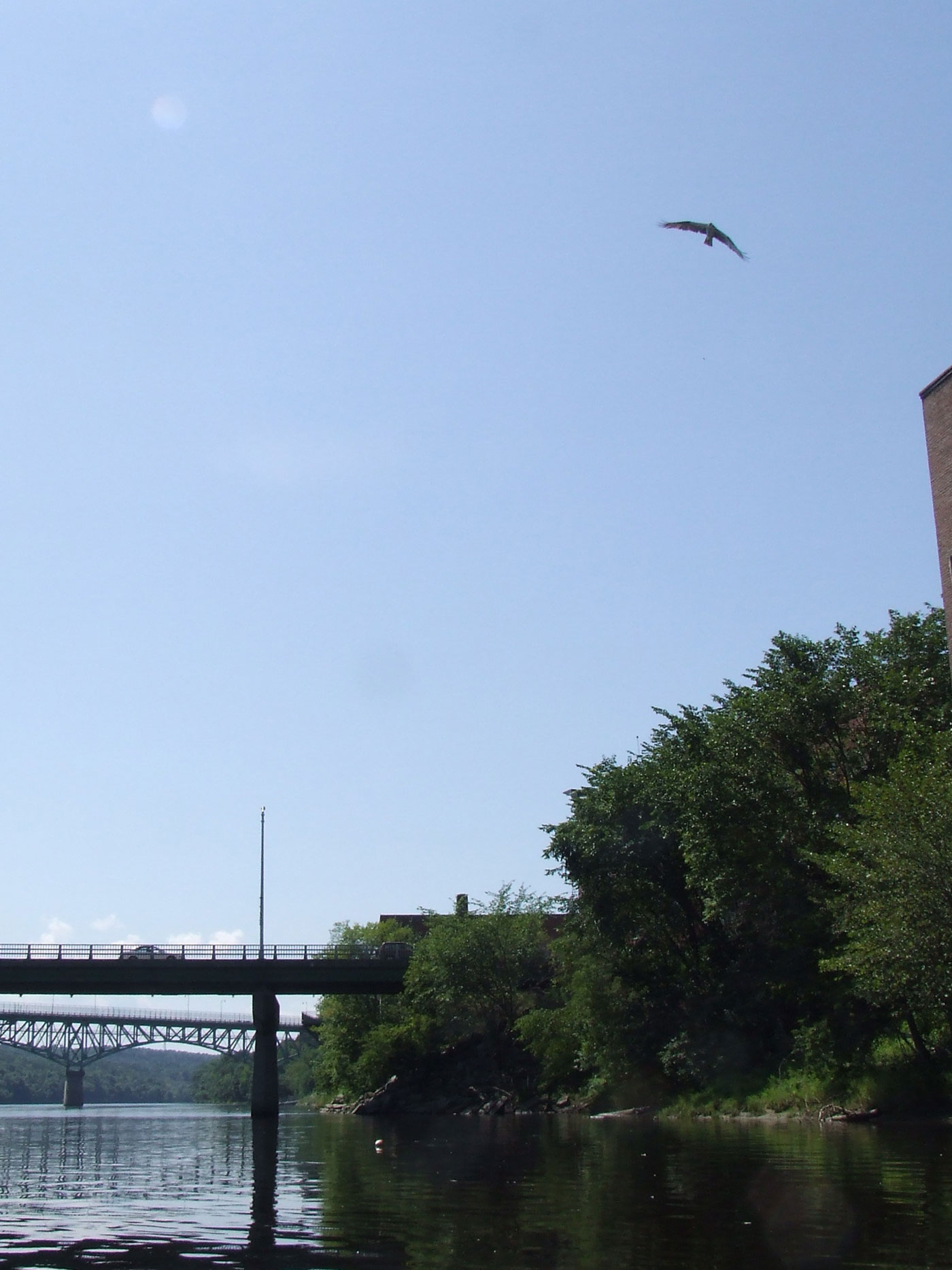 Osprey near former Edwards Dam site