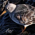 Purple Sandpiper