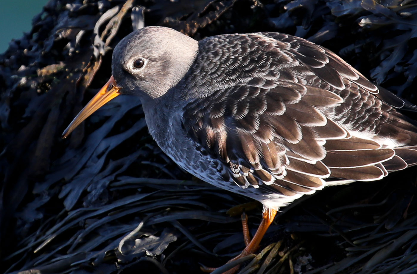 Purple Sandpiper