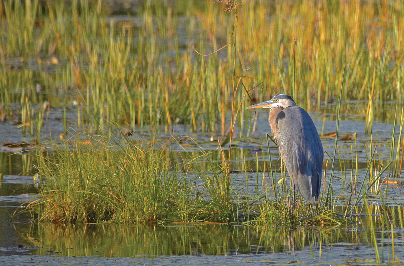 Heron in Penobscot River marshlands