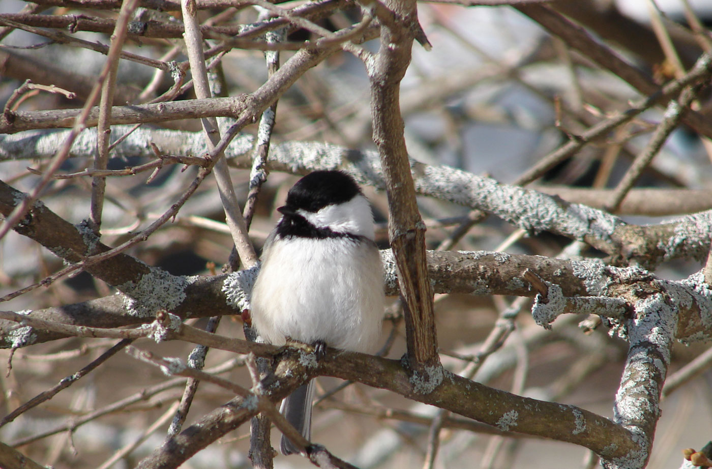 chickadee