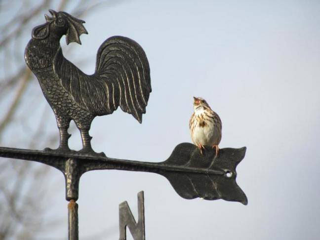 Song Sparrow