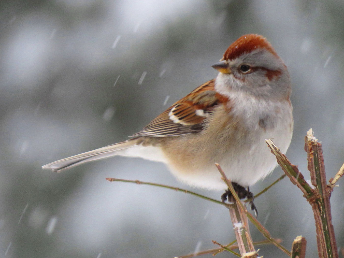 American Tree Sparrow