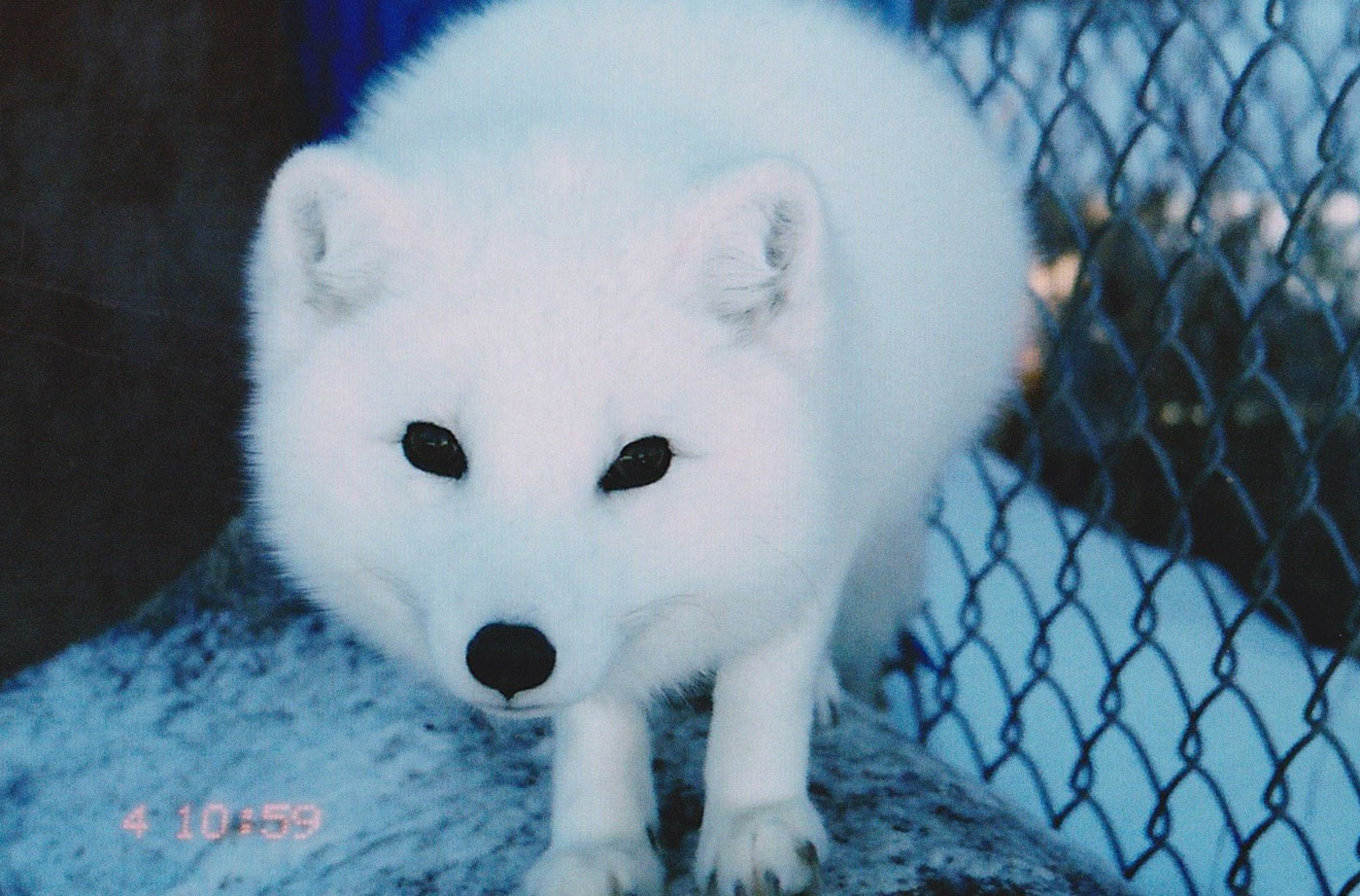 Artic fox