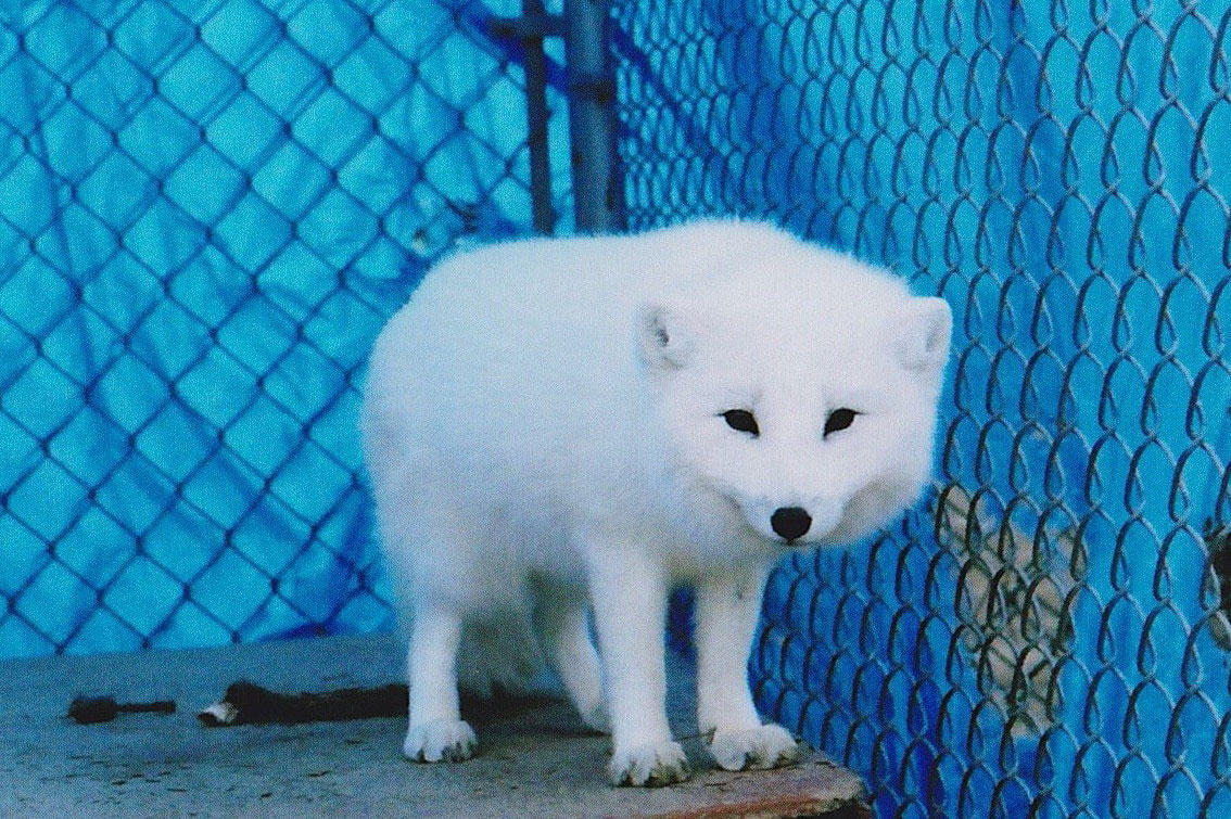 Arctic fox