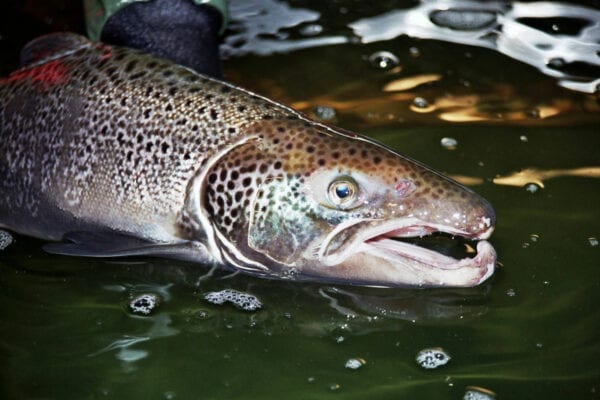 Atlanticsalmon Atlantic salmon swimming