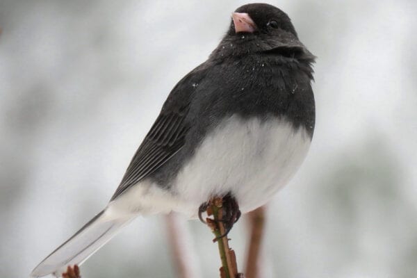 Dark-eyed Junco