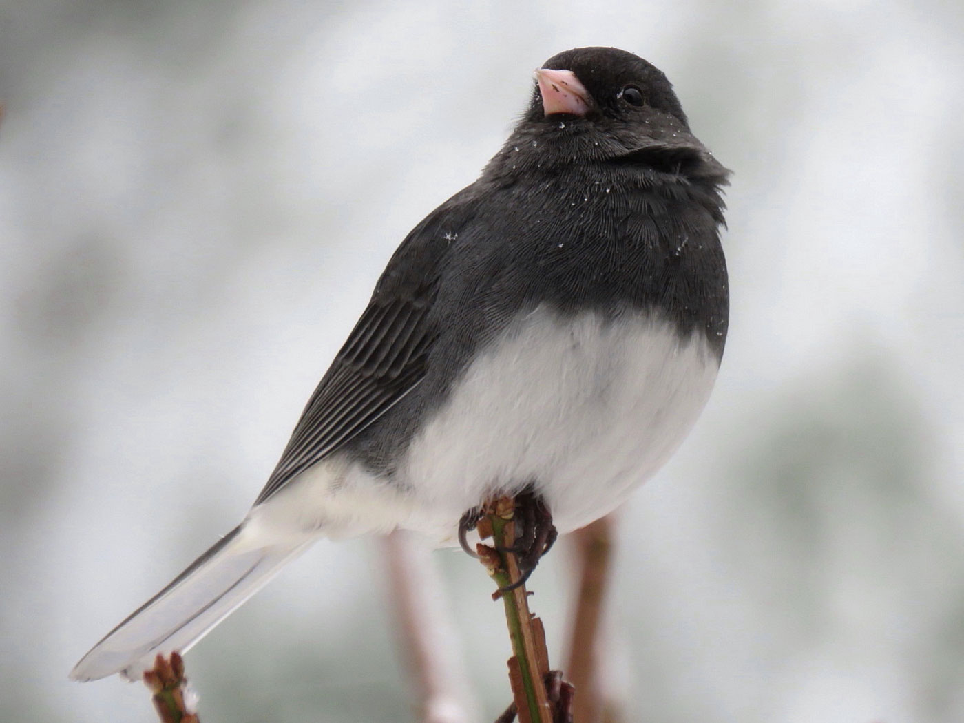 Dark-eyed Junco