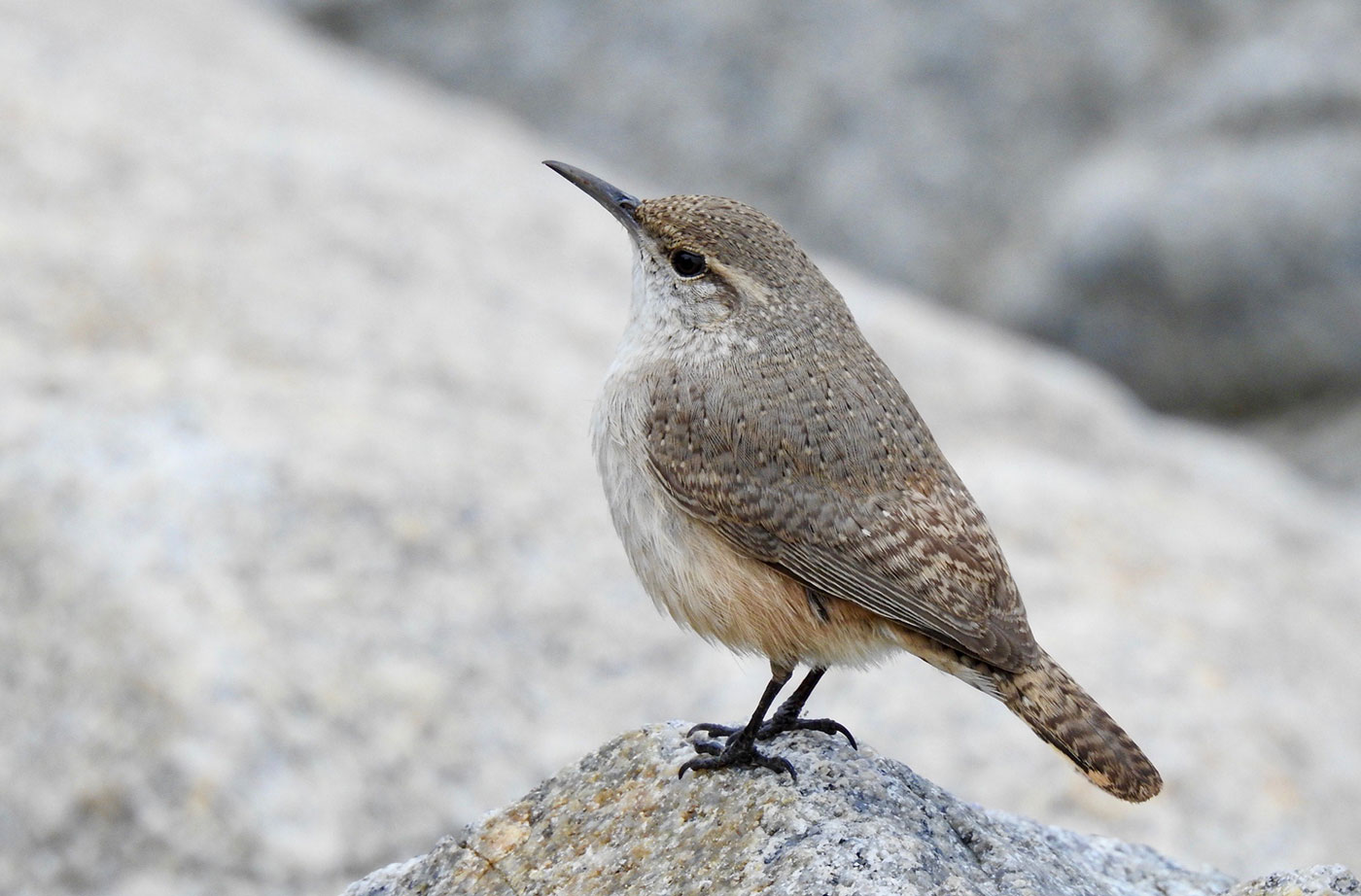 Rock Wren