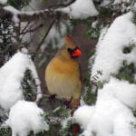 female cardinal