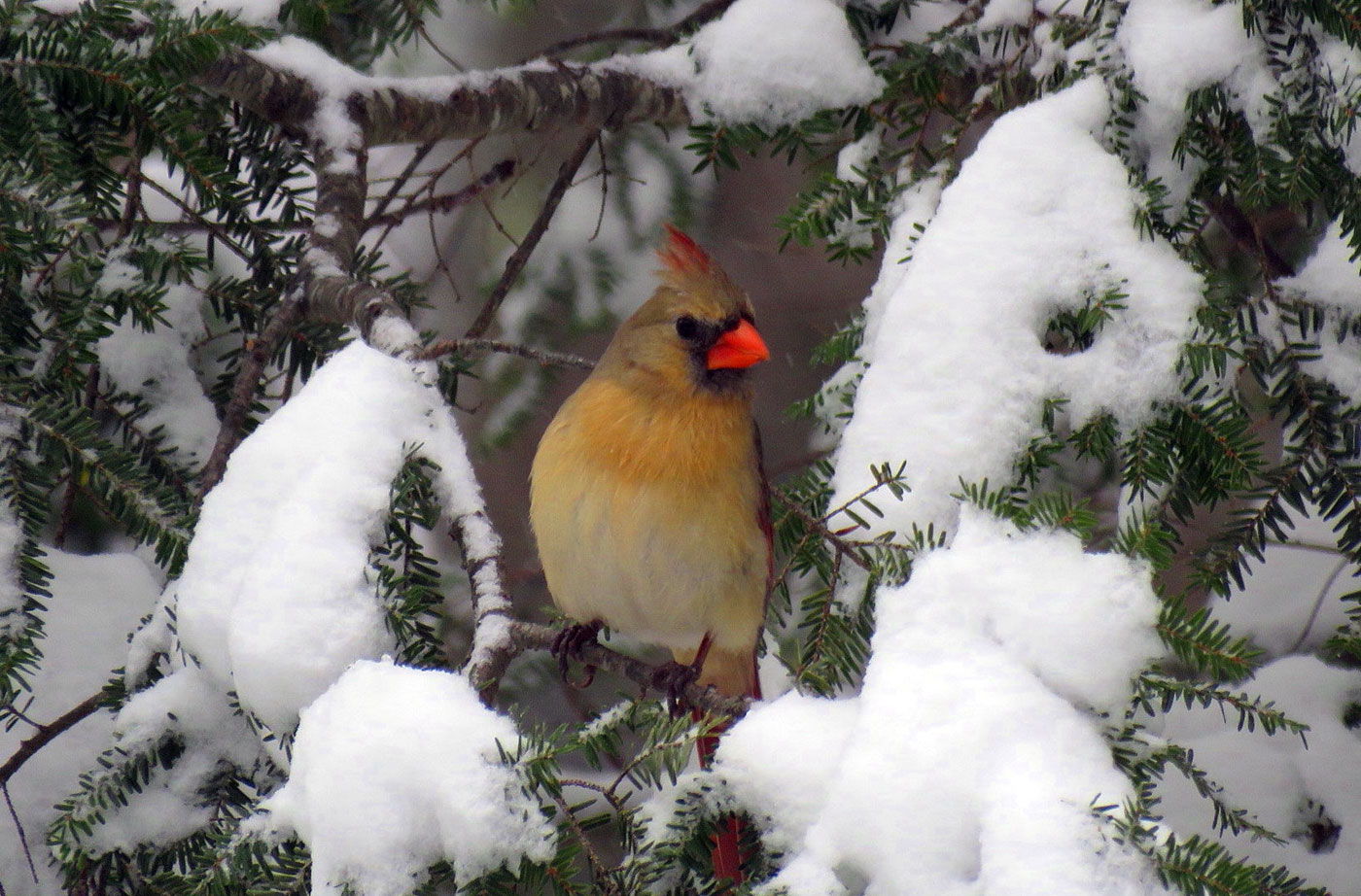 female cardinal