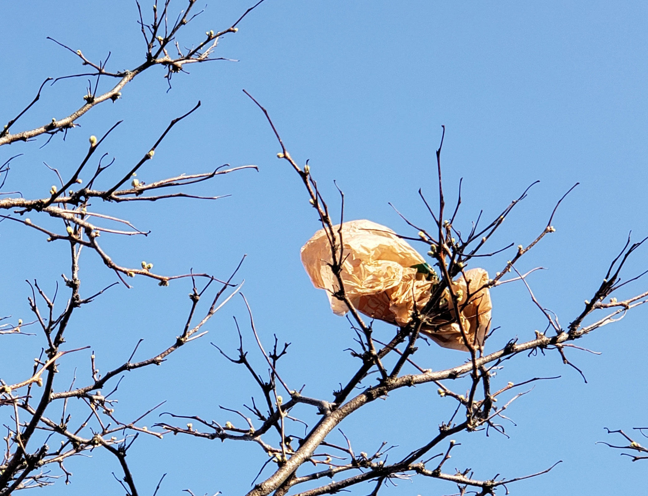 plastic bag in tree