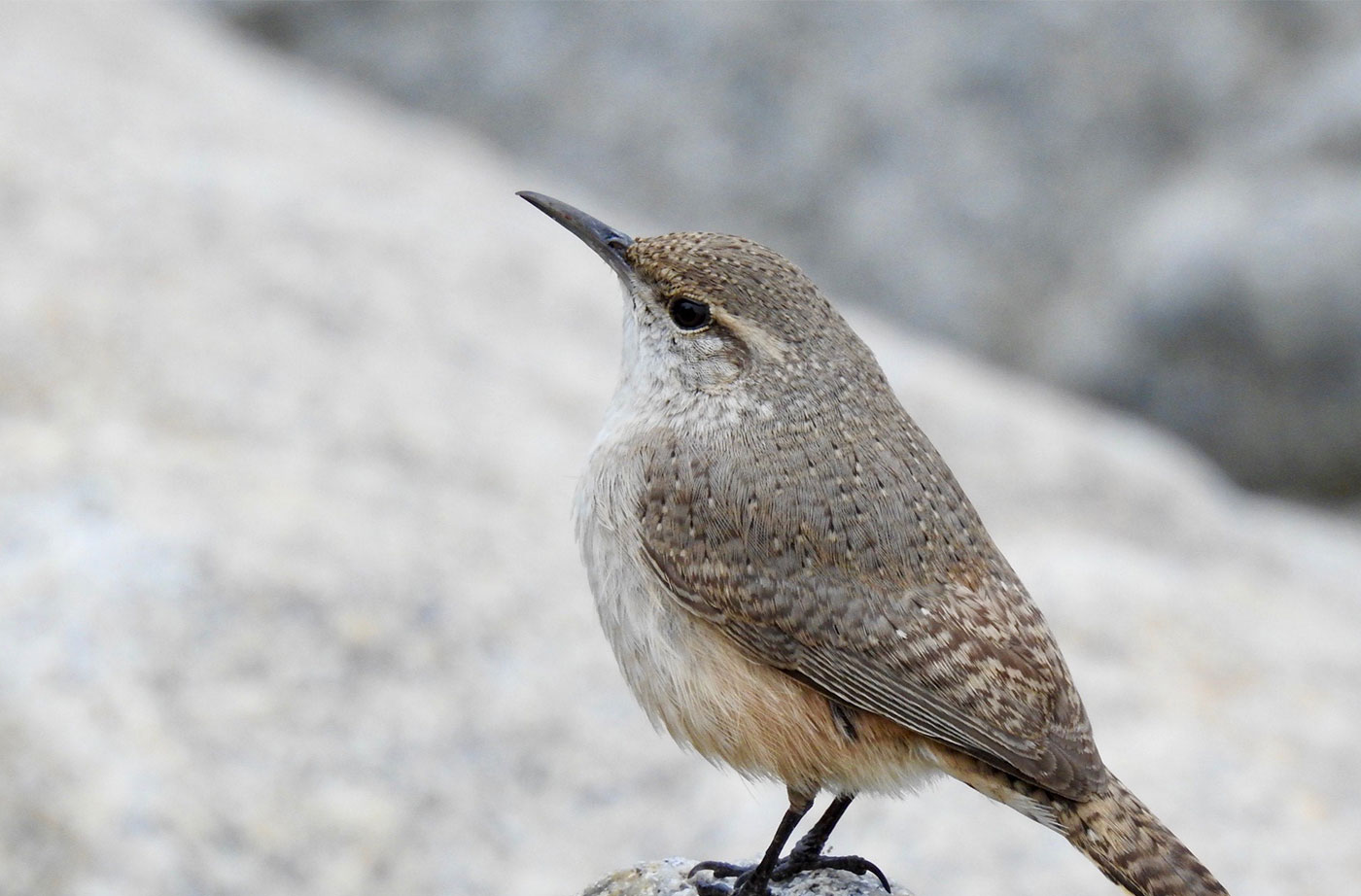 Rock Wren