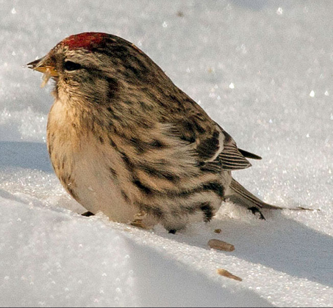 Common Redpoll