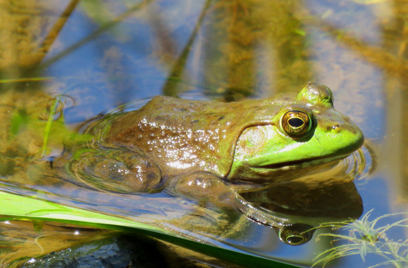 frog in Hirundo Wildlife Refuge