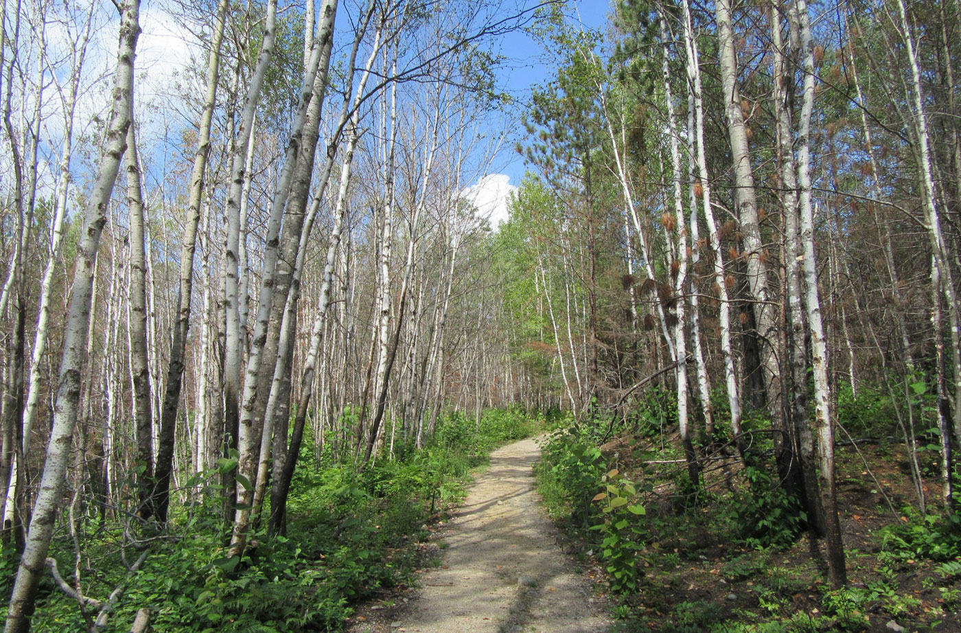 logging road