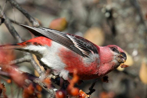 Pine Grosbeak