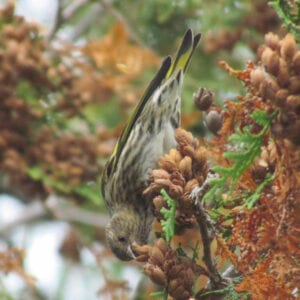 Pine Siskin