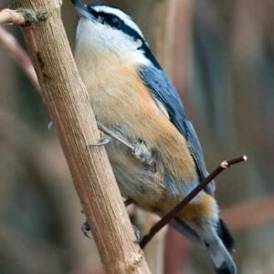 Red-breasted Nuthatch