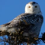 Snowy Owl in East Boothbay by Jon Luoma