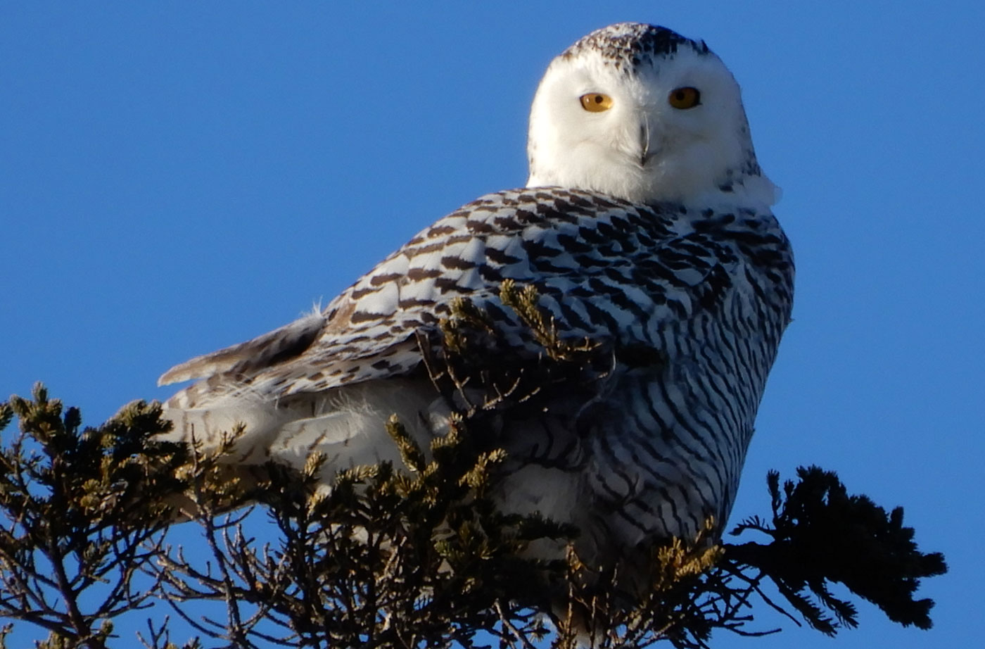 Snowy Owl in East Boothbay by Jon Luoma