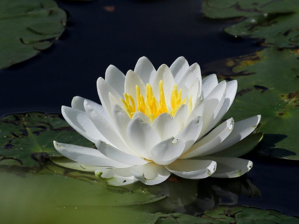 water lily